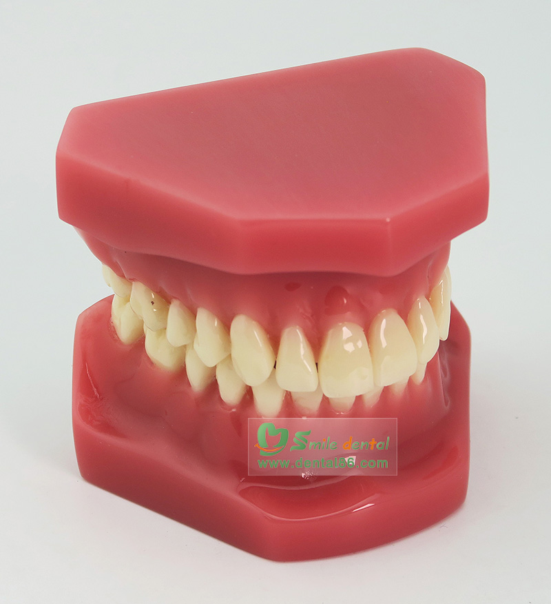 B6 Orthodontic Model